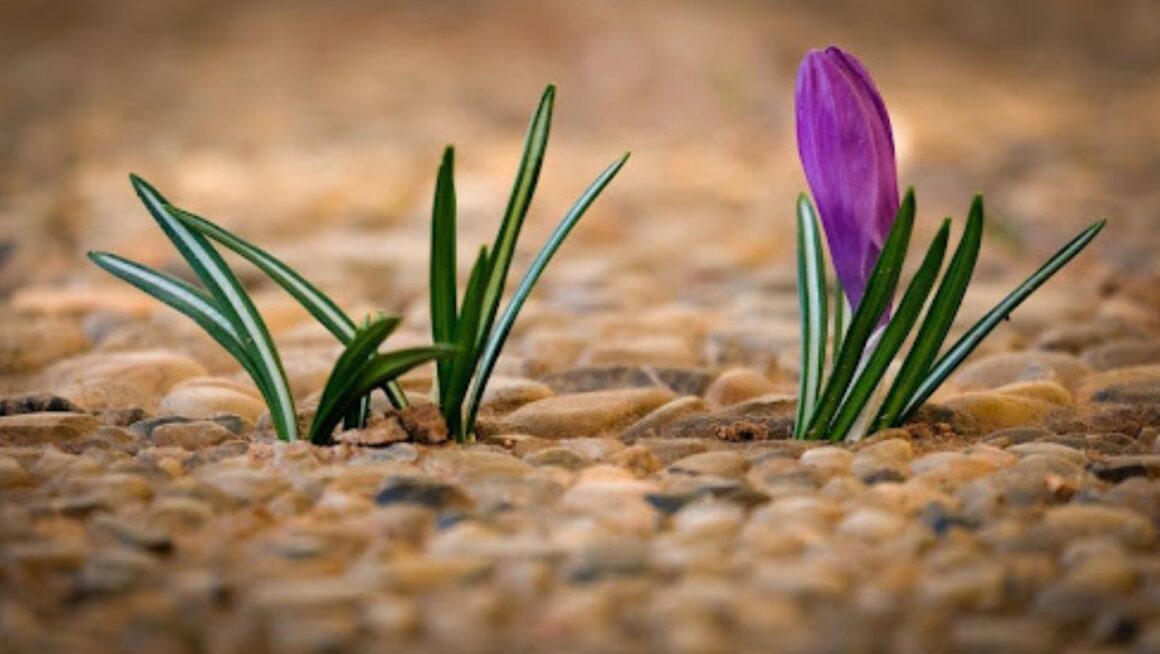 Purple crocus, green leaves sprouting out of rocky and sandy soil
