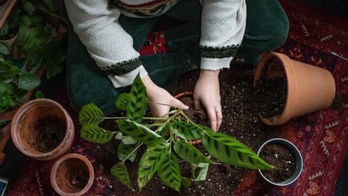 Person replanting plant